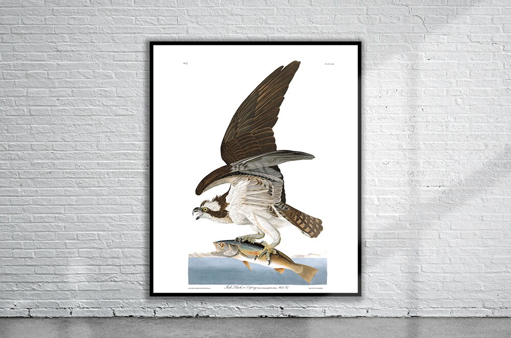 Beautiful Vintage Audubon Osprey Print Wildlife Print Vintage Wall Art  Interior Design Ideas -  Canada