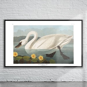 Beautiful Vintage Audubon Common American Swan Print | Wildlife Print | Vintage Wall Art | Interior Design Ideas