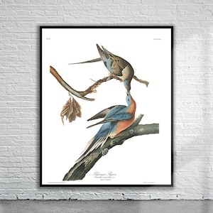 Beautiful Vintage Audubon Passenger Pigeon Print | Wildlife Print | Vintage Wall Art | Interior Design Ideas