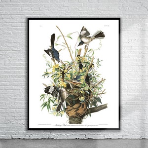 Wunderschöner Vintage Audubon Spottvogel Druck | Wildtiere | Vintage Wand Kunst | Ideen für die Inneneinrichtung