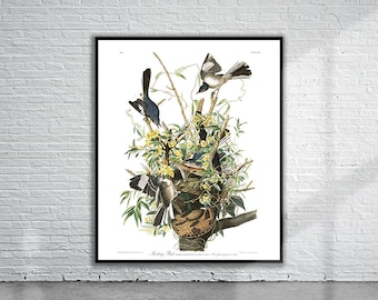 Audubon Print Vintage Mockingbird: Giclée-reproductie in kleur, mat archiefpapier | Museumkwaliteit, woonpresentatie