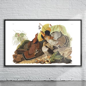 Wunderschöner Vintage Audubon Audubon Grouse Print | Wildtiere | Vintage Wand Kunst | Ideen für die Inneneinrichtung