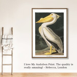 Op de afbeelding: Een vintage Audubon-print van een witte pelikaan met een gele snavel, zittend op een tak tegen een donkere achtergrond. De print is ingelijst in een bruin houten lijst.