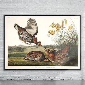Beautiful Vintage Audubon Pinnated Grouse Print | Wildlife Print | Vintage Wall Art | Interior Design Ideas