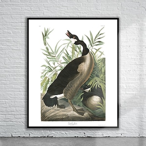 Beautiful Vintage Audubon Canada Goose Print | Wildlife Print | Vintage Wall Art | Interior Design Ideas
