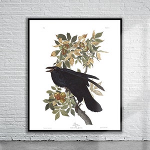 Beautiful Vintage Audubon Raven Print | Wildlife Print | Vintage Wall Art | Interior Design Ideas