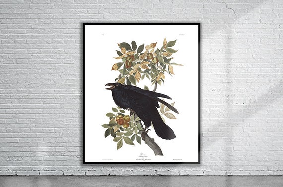 Vintage Audubon Raven Print | Museum Matte Archival Paper