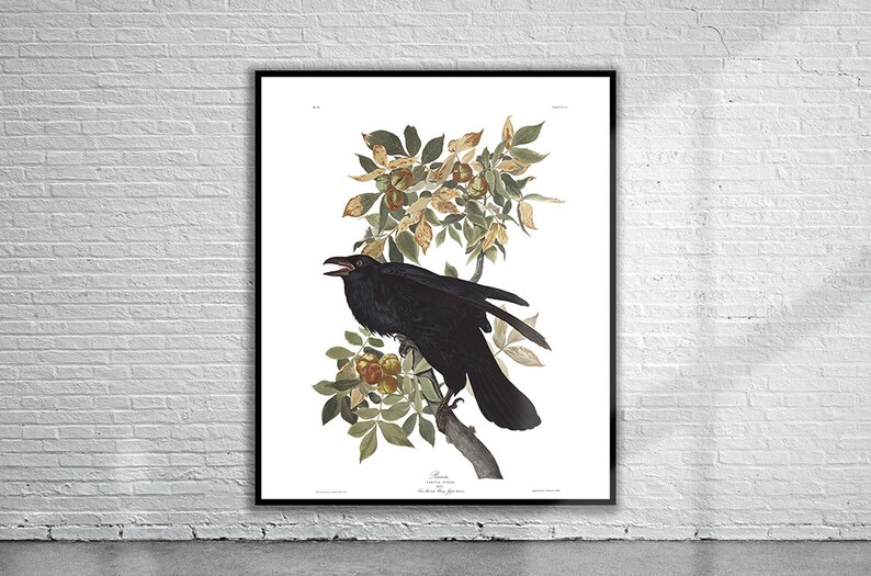 May include: A vintage illustration of a black raven perched on a branch with green leaves and brown berries. The bird is depicted in a realistic style with detailed feathers and a sharp beak. The illustration is framed in black and set against a white background.