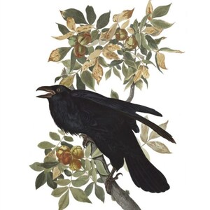 May include: A black raven perched on a branch with green leaves and yellow fruit. The bird is facing the left side of the image and has its beak open. The image is from John James Audubon's "Birds of America" and includes the text "Raven, Corvus corax. The bird that they say never forgets."