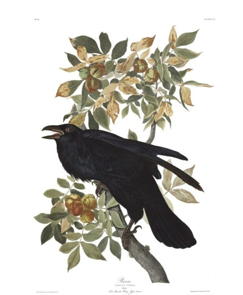 May include: A black raven perched on a branch with green leaves and yellow fruit. The bird is facing the left side of the image and has its beak open. The image is from John James Audubon's "Birds of America" and includes the text "Raven, Corvus corax. The bird that they say never forgets."