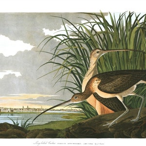 May include: A vintage illustration of two long-billed curlews, a type of bird, standing on a log in a grassy marsh. The birds are brown and white with long, slender beaks. The background is a hazy landscape with a city in the distance.