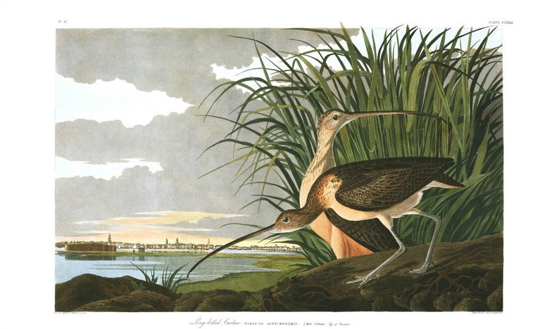 May include: A vintage illustration of two long-billed curlews, a type of bird, standing on a log in a grassy marsh. The birds are brown and white with long, slender beaks. The background is a hazy landscape with a city in the distance.