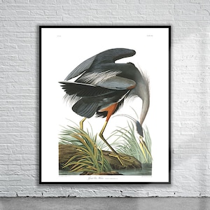 Beautiful Vintage Audubon Great Blue Heron Print | Wildlife Print | Vintage Wall Art | Interior Design Ideas