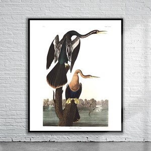 Wunderschöner Vintage Audubon Darter Print | Wildtiere | Vintage Wand Kunst | Ideen für die Inneneinrichtung