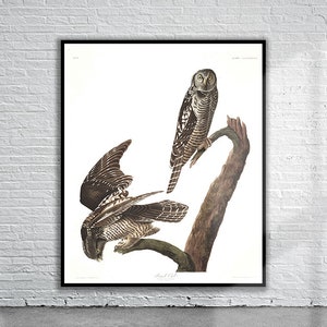 Schöner Vintage Audubon Falken-Eulen-Druck | Wildtiere | Vintage Wand Kunst | Ideen für die Inneneinrichtung