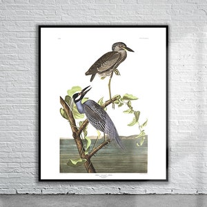 Bellissima stampa vintage di airone dalla corona gialla Audubon / Stampa di animali selvatici / Arte murale vintage / Idee di design per interni