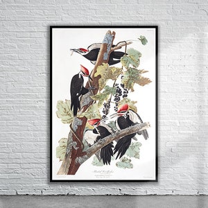 Schöner Vintage Audubon Helmspecht Druck | Wildtiere | Vintage Wand Kunst | Ideen für die Inneneinrichtung