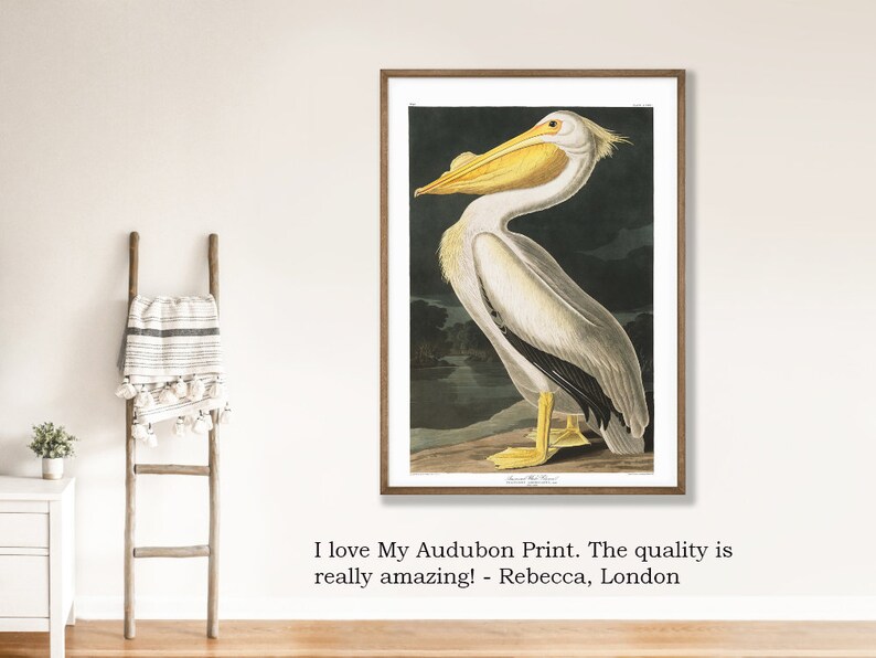 May include: A vintage Audubon print of a white pelican with a yellow beak, perched on a branch against a dark background. The print is framed in a brown wood frame.