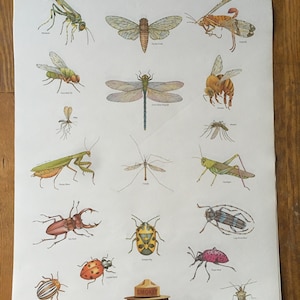 Smokey Bear Insect ID Poster