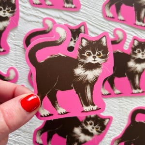 May include: A selection of cat stickers. Each sticker depicts a black and white cat with yellow eyes, on a bright pink background. The cat has a fluffy white chest and paws, and a curled tail. The stickers are die-cut.