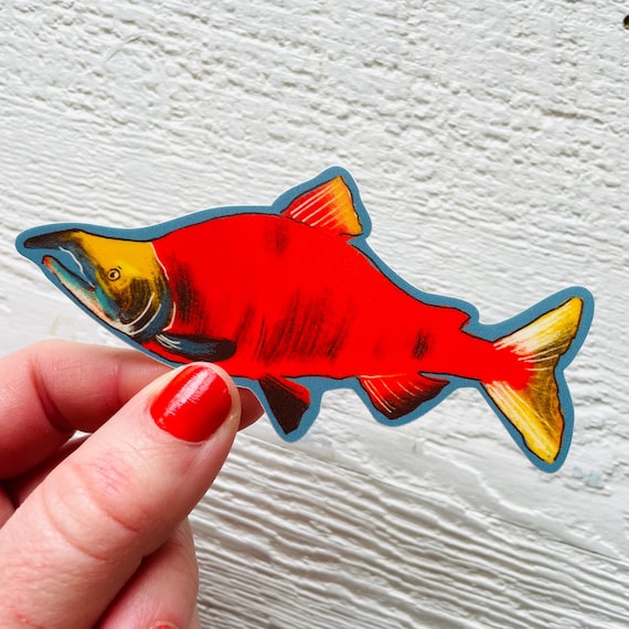 Sockeye salmon sticker, illustrated fish, outdoorsman vinyl decal, pnw art, outdoor gift for men, gender neutral, fish species, nature gifts