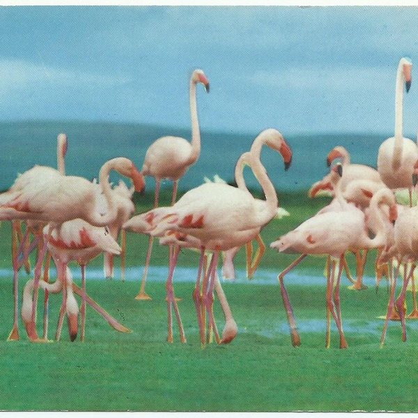 Flamingoes at Lake Nakuru, Vintage Postcard, Kenya Wildlife