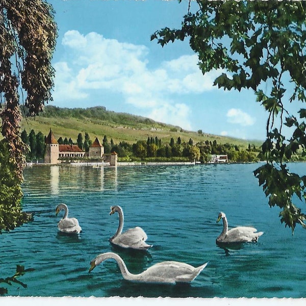 Rolle Switzerland, Vintage Postcard, Lake Geneva and Swans, 1975