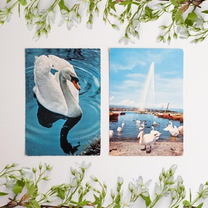 Swans in Geneva, 2 Vintage Postcards, Geneva Switzerland, 1970s