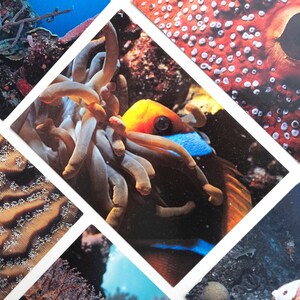 Unterwasserwelt - Sea Life, Vintage Postkarten, Set von 8, Unterwasserfotografie, Größe L