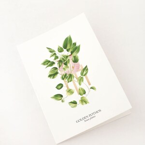 Set of 8 A6 Golden Pothos HOUSE PLANTS Cards, Botanical Illustration, Postcard, Greeting Card, Plant Illustration, Botany Print image 4
