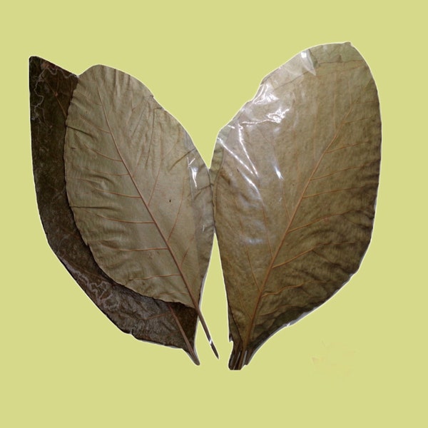 Natural Teak Leaves - 50/100/150/200 For Aquarium