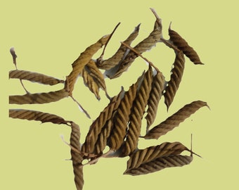 Natural Indian Screw Pod