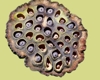 Natural Lotus Pod - 50/100/150/200 For Aquarium