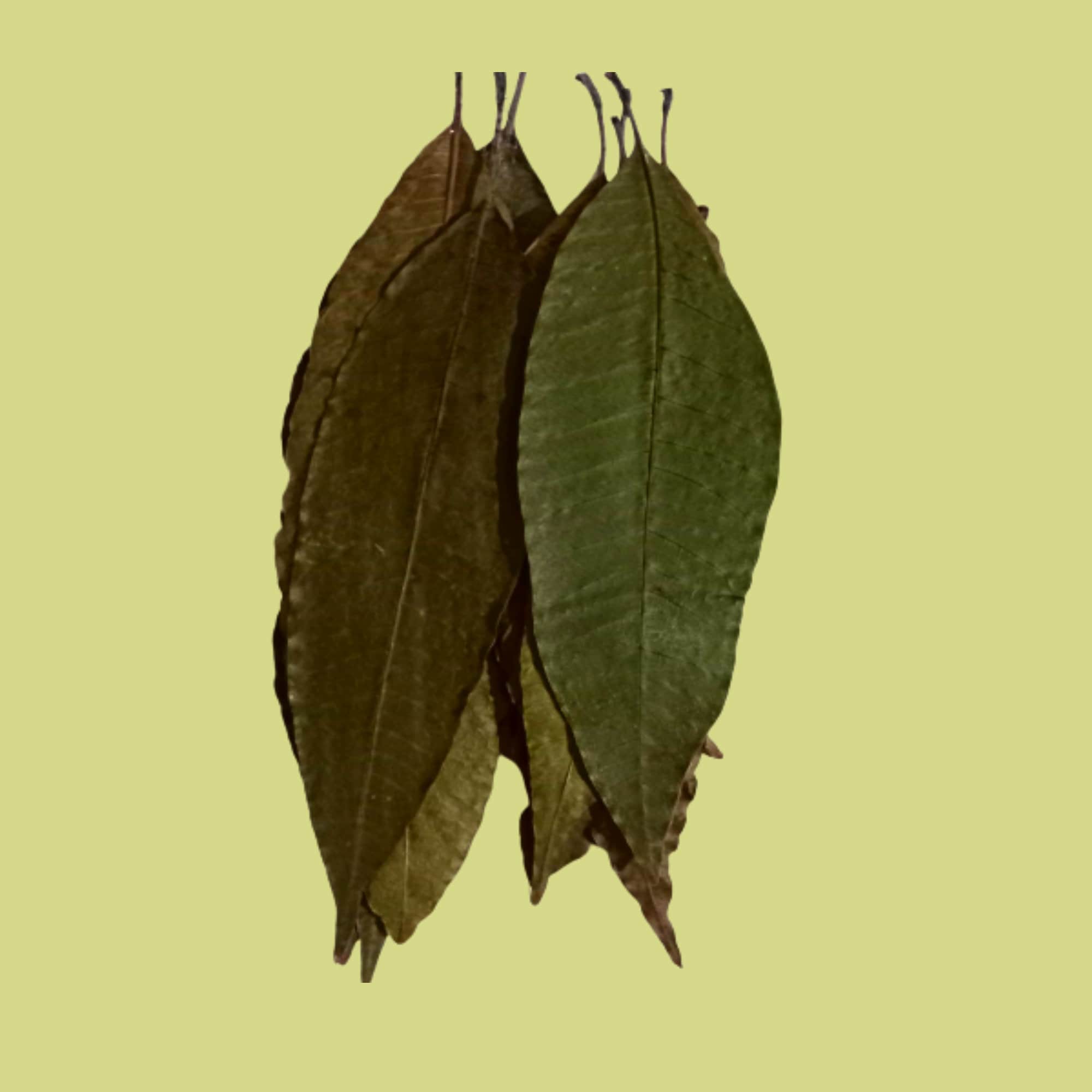 Natural Mango Leaves - 50/100/150/200 Pieces For Aquarium