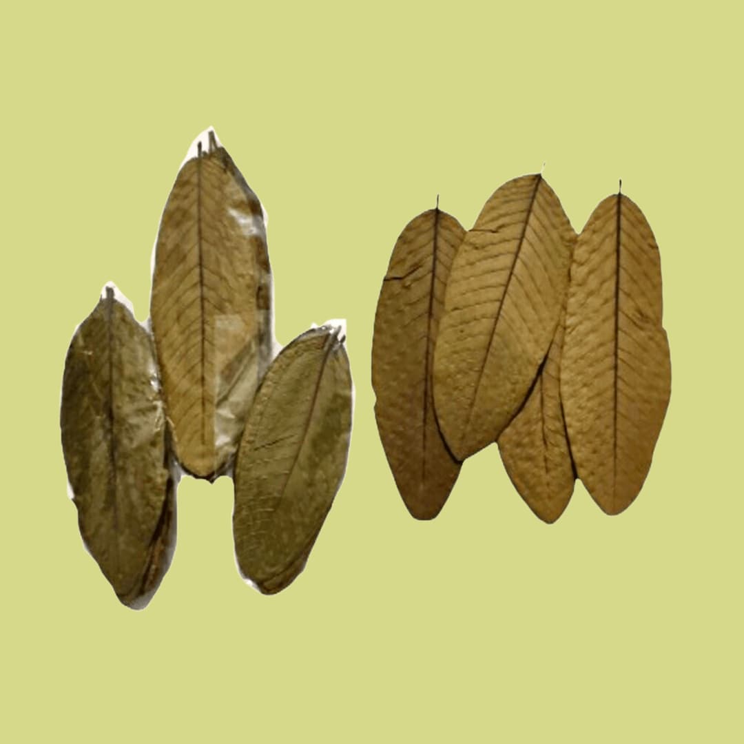 Natural Dried Guava Leaves 50/100/150/200 for Aquarium Etsy