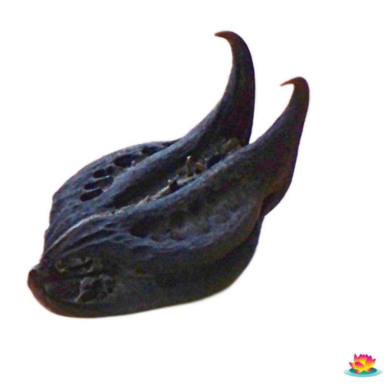 Natural Devil's Claw / Bat Head Root Etsy