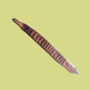 Natural Flamboyant Tree Pod / Flame Tree Seed Pod For Home Decor