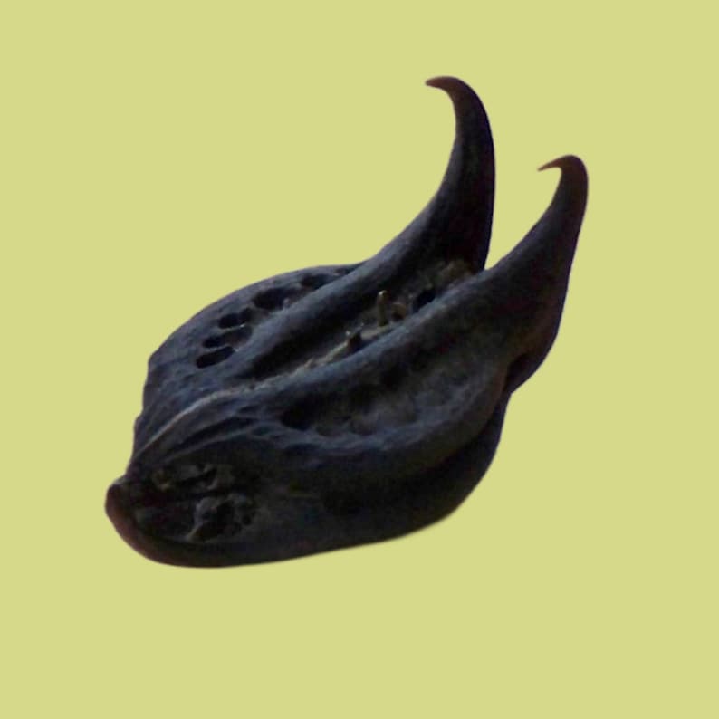 Natural Devil's Claw / Bat Head Root Etsy