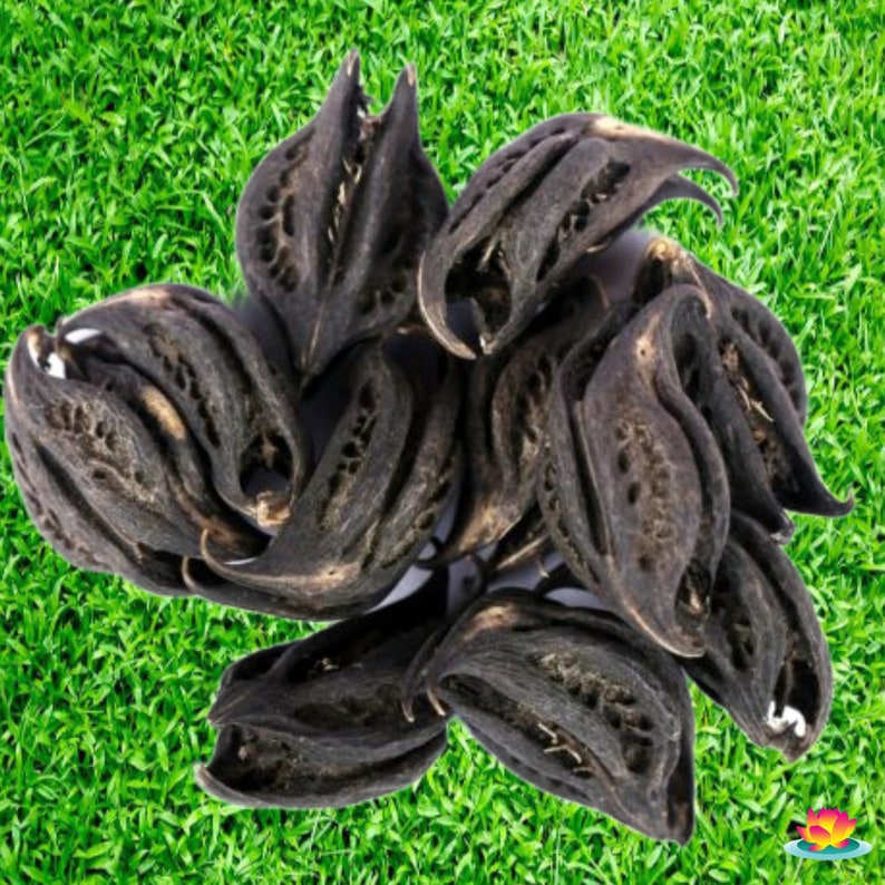 Natural Devil's Claw / Bat Head Root Etsy