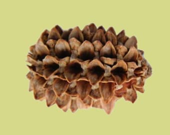 Natural Casuarina Pod /Bulk Cones/ Tiny Cones