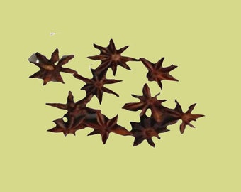 Natural Star Pod For Aquarium