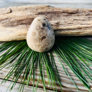 Petoskey Stone Gift, Keepsake, Easy Display Egg-Flat Bottom