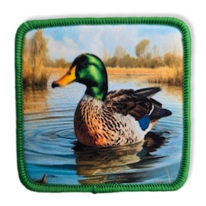 Puede incluir: Un pato cuchara de cabeza verde con plumas marrones y blancas está nadando en un estanque azul. El pato está rodeado de juncos y árboles verdes.
