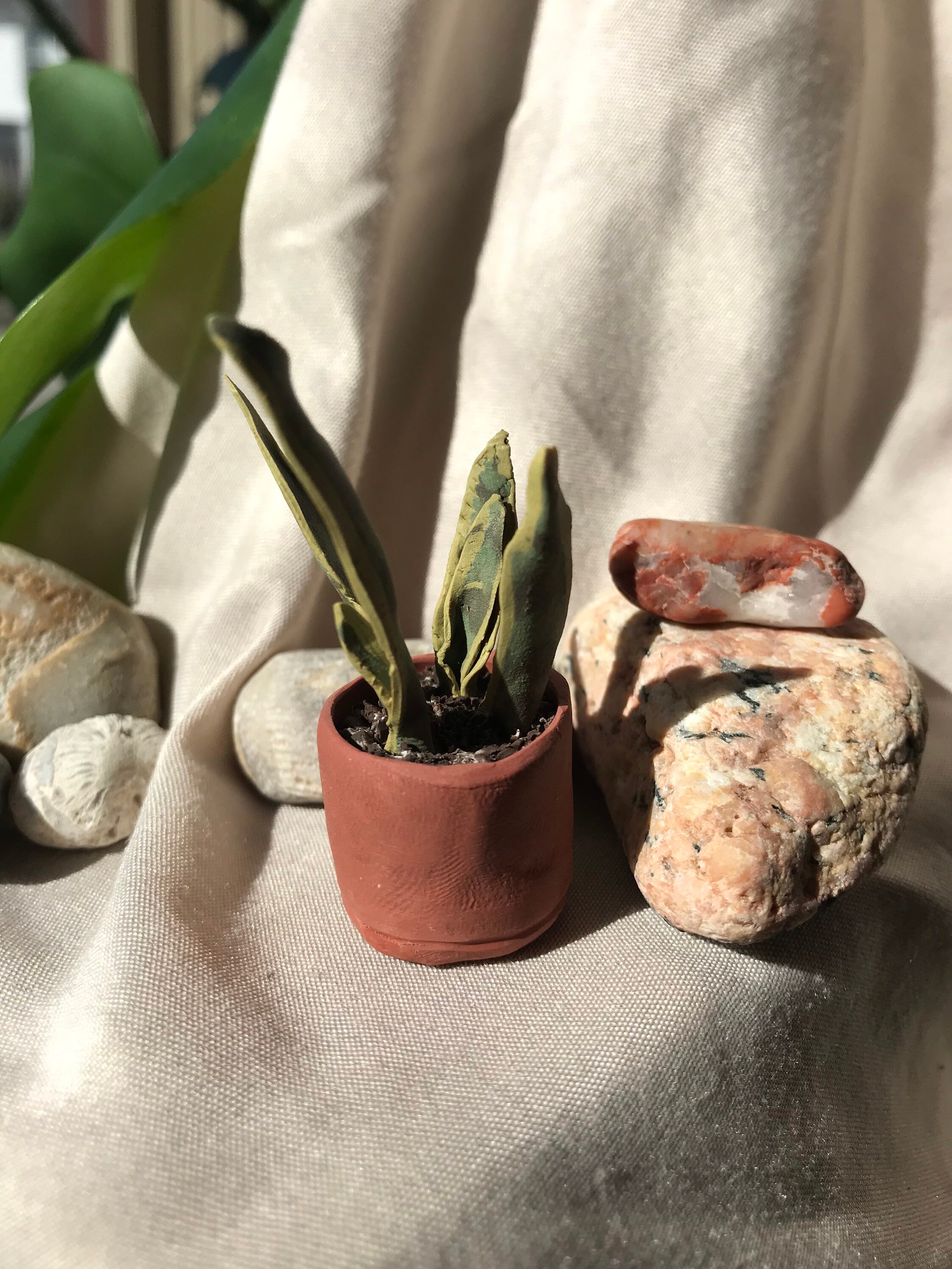 Mini Snake Plant Sansevieria trifasciata Etsy