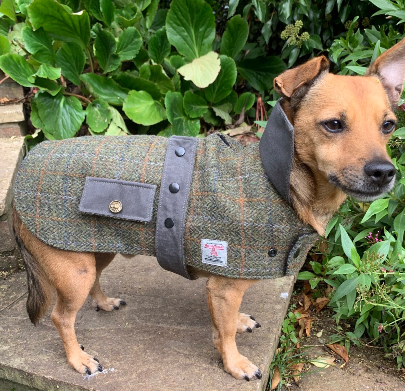Harris Tweed Red Grey Tartan / Grey Waxed Cotton Trim Dog Coat Etsy