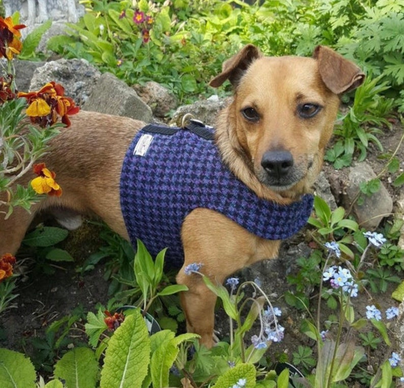 Dog Harness/ walking Jacket Harris Tweed Wool Jack Russel Etsy