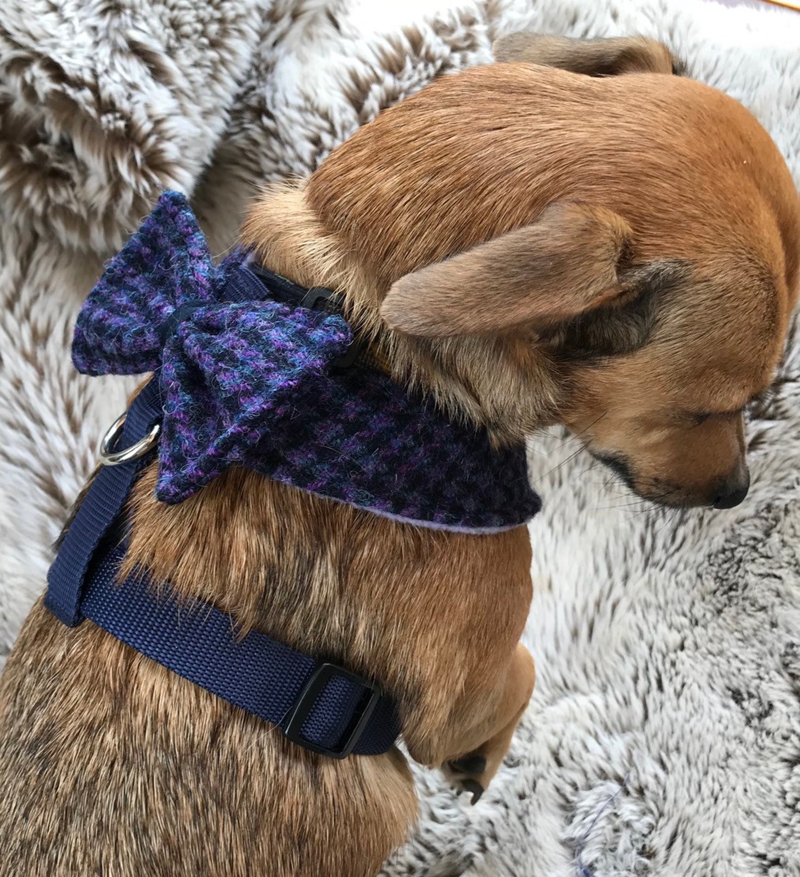 Sweetest Dog Harness With Bow Harris Tweed Wool Puple Blue Etsy