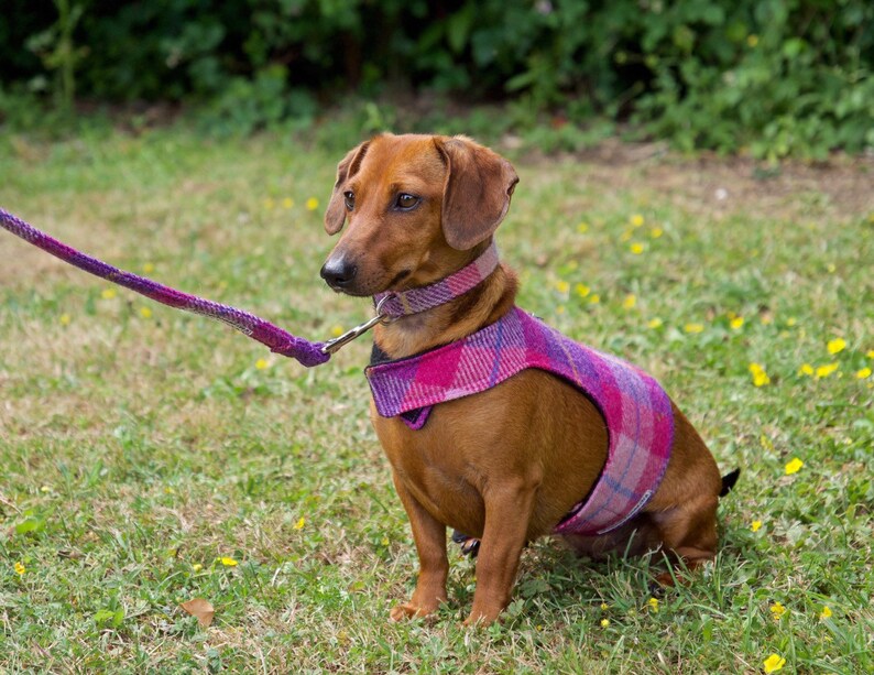 Dog Harness/ Walking Jacket Harris Tweed Wool Pink Tartan Etsy