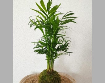 Kokedama plant saw palmetto plant interior decoration