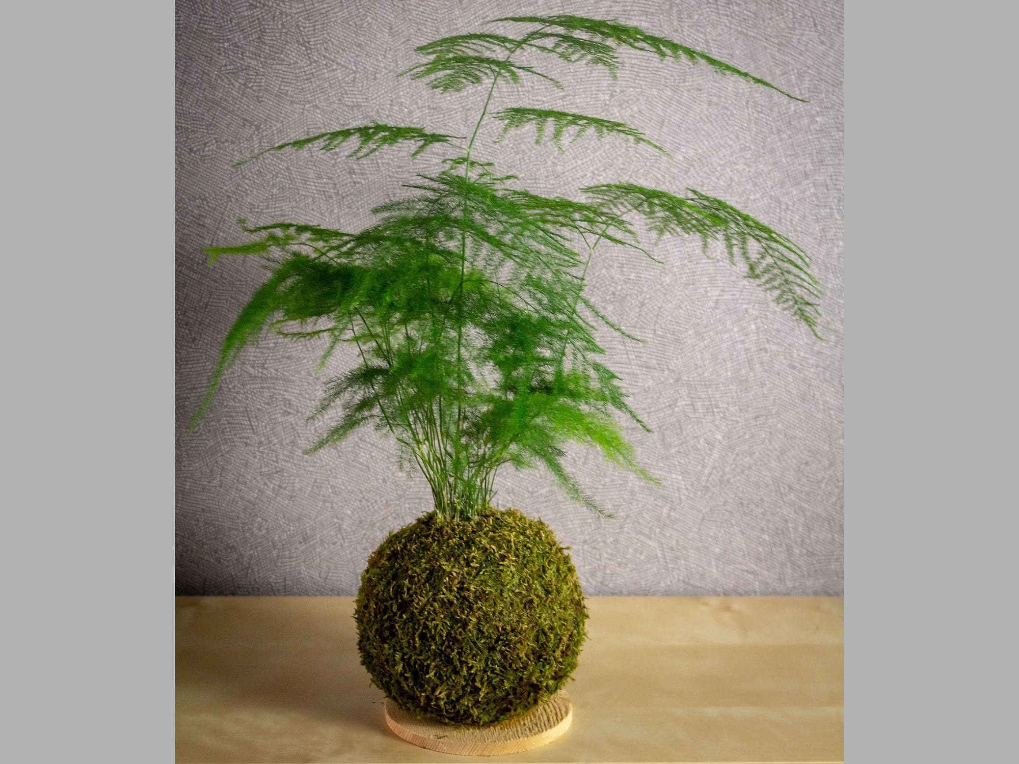 Décoration d'intérieur Végétale Kokedama Plante Asparagus Plumosus